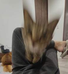 38293 B