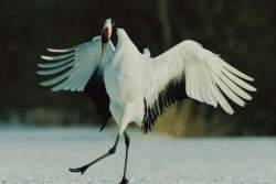 17026 B