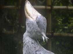 525488 B