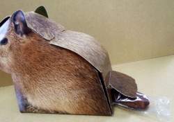 57010 B