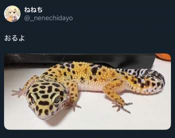 621081 B