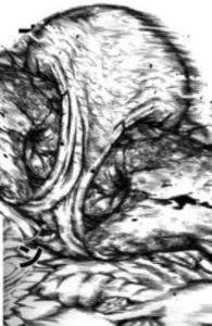 15981 B