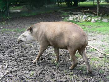 415817 B